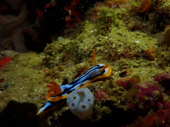 Chromodoris strigata