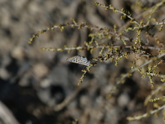 Tarucus theophrastus