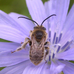 Eucerini