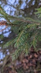 Picea orientalis