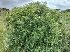 Olea europaea europaea