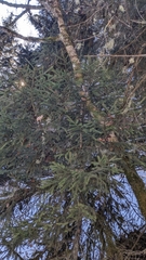 Picea orientalis