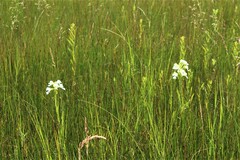 Platanthera praeclara