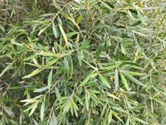 Olea europaea europaea