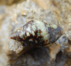 Pisaniidae