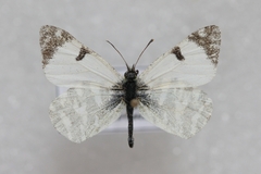 Euchloe hesperidum