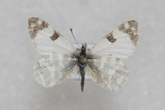 Euchloe hesperidum