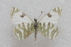 Euchloe hesperidum