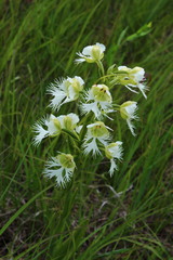 Platanthera praeclara
