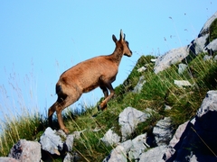 Rupicapra pyrenaica parva