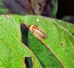 Aspisoma ignitum