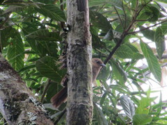 Cinnycerthia olivascens