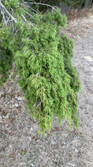 Juniperus ashei