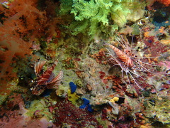 Pterois antennata
