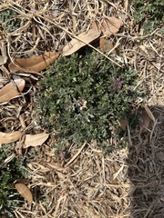 Lepidium oblongum