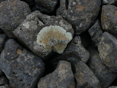 Galeolaria caespitosa