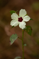 Hibiscus cannabinus