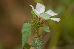 Hibiscus cannabinus