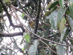 Kleinothraupis atropileus