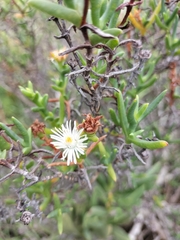 Ruschia multiflora