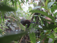 Drymophila striaticeps
