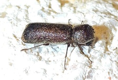 Amphicerus bicaudatus