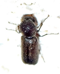 Amphicerus bicaudatus