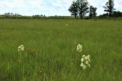 Platanthera praeclara