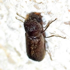 Amphicerus bicaudatus