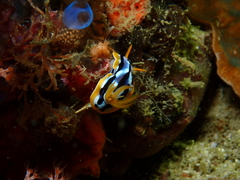 Chromodoris strigata