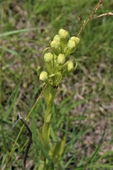 Platanthera praeclara