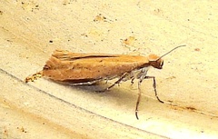 Ypsolopha ochrella