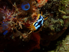 Chromodoris strigata