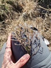 Baccharis pteronioides