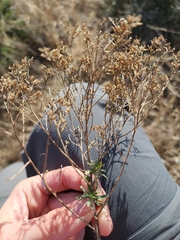 Baccharis pteronioides