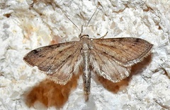 Euacidalia