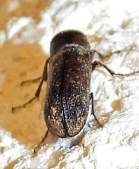 Amphicerus bicaudatus