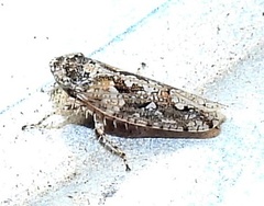 Dixianus utahnus