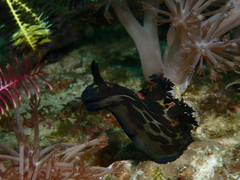 Nembrotha mullineri