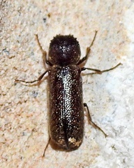 Amphicerus bicaudatus