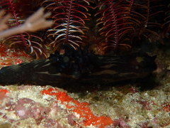 Nembrotha mullineri
