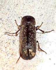 Amphicerus bicaudatus