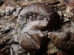 Lycogala epidendrum
