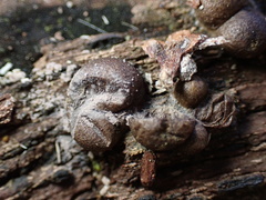 Lycogala epidendrum
