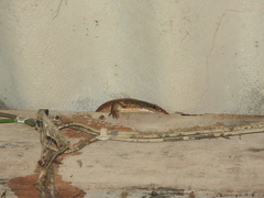 Eutropis lankae
