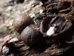 Lycogala epidendrum