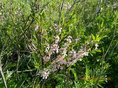 Prunus tenella