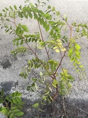 Phyllanthus tenellus