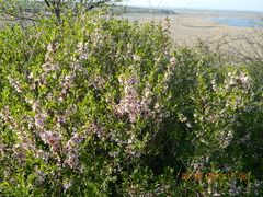 Prunus tenella