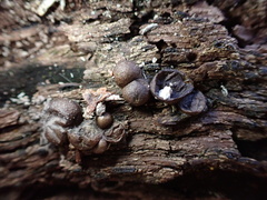 Lycogala epidendrum
